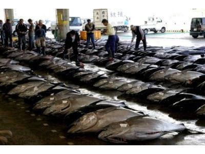 Các Nước Bắc Thái Binh Dương Đồng Ý Cắt Giảm 50% Sản Lượng Khai Thác Cá Ngừ Chưa Trưởng Thành