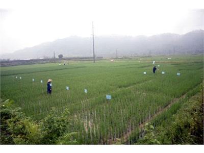 Nơi Mang Đến Cho Nông Dân Những Cây Trồng Ưu Việt Nhất