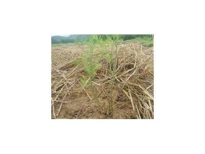 Quảng Nam Thí Điểm Trồng Măng Tây Xanh An Toàn