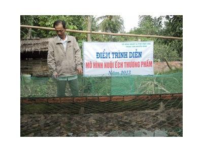 Nông Dân Thới Hoà Liên Kết Nuôi Ếch Đạt Hiệu Quả