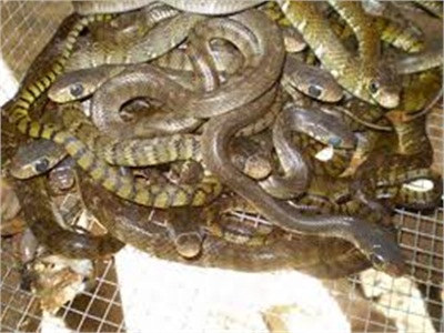 Khảo Sát Mô Hình Nuôi Rắn Tại Cà Mau