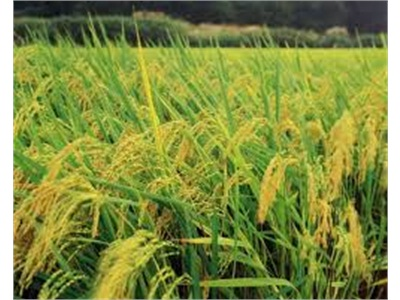 Cẩm Khê Năng Suất Lúa Mùa Ước Đạt Hơn 50 Tạ/ha
