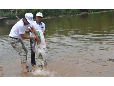 Cấp Thiết Bảo Vệ Nguồn Lợi Thủy Sản