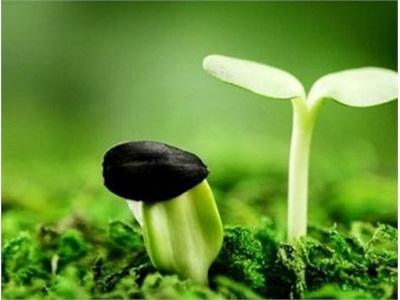 Nghịch Lý Nhập Khẩu Hạt Giống