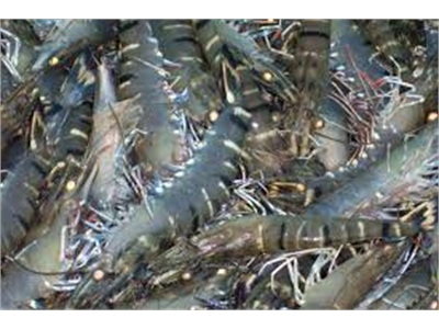 Nhu Cầu Tôm Sú Cỡ Lớn Ở Mỹ Vẫn Cao