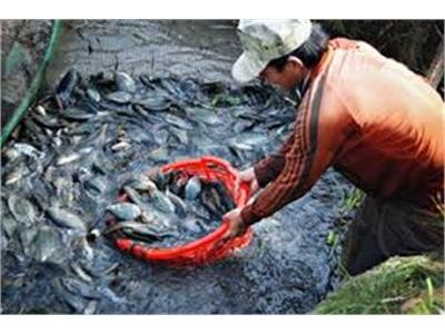 An Giang Tổ Chức Hội Thảo Mô Hình Nuôi Cá Sặc Rằn Trong Ao Đất