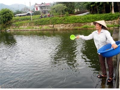 Yên Sơn (Tuyên Quang) Phát Triển Chăn Nuôi Thủy Sản