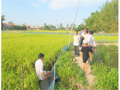 Nuôi Cua Trong Ruộng Lúa