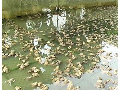 Nỗ Lực Tìm Đầu Ra Cho Con Ếch