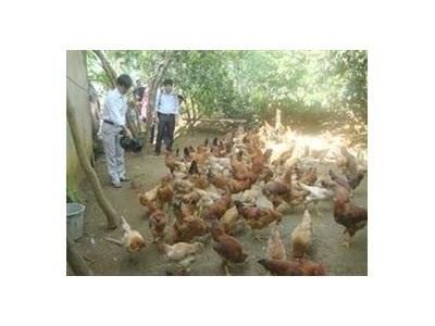 Thanh Hóa Giúp Bà Con Chăn Nuôi Gà Thịt Thả Vườn An Toàn Dịch Bệnh