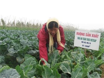 Trồng Trọt Chuyển Đổi Để Gia Tăng Giá Trị