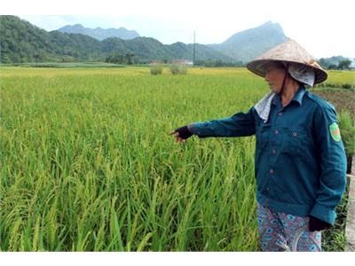 Lúa Mùa Ở Đạo Đức Thiệt Hại Lớn Do Rầy Nâu Và Thiên Tai