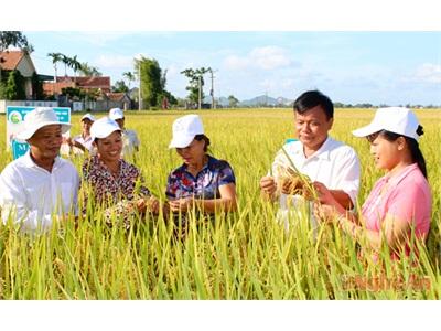 Lúa Thuần Trên Đồng Ruộng Hưng Nguyên