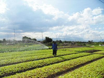 Mô Hình Sản Xuất Rau An Toàn Ở Xã Ninh Đông Mở Ra Triển Vọng Mới