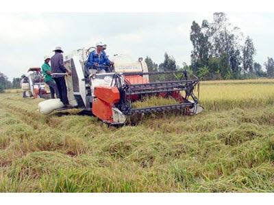 Doanh Nghiệp Chưa Mặn Mà Với Cánh Đồng Mẫu Lớn
