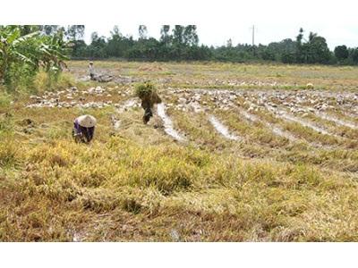 Chi Phí Thu Hoạch Lúa Thu Đông Tăng Cao