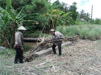 Nhà Máy Đường Chậm Thu Mua, Nông Dân Bán Mía Giải Khát