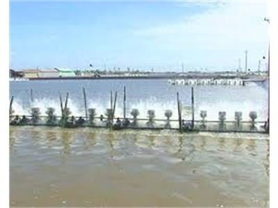 Quảng Điền (Thừa Thiên Huế) Thu Hoạch Hơn 482 Tấn Thủy Sản Nước Lợ