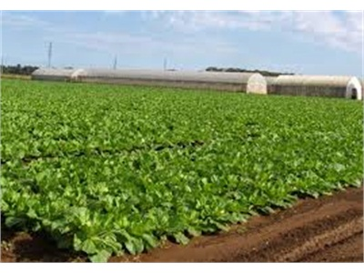 Một Công Ty Hà Lan Lập Trại Giống Rau Ở Đà Lạt