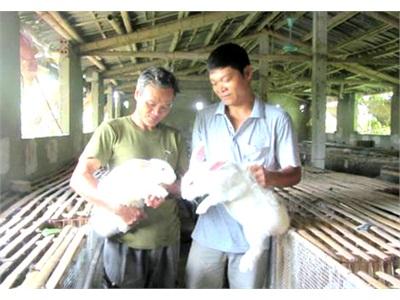 Hướng Đi Mới Trong Phát Triển Gia Trại Ở Quỳnh Phụ (Thái Bình)