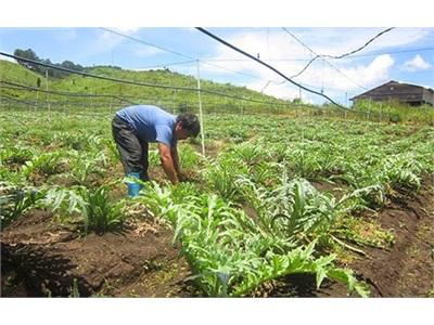 Bỏ Sài Thành Lên Núi Với... Atiso Bạc Tỷ