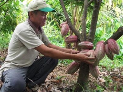 Đồng Bằng Sông Cửu Long Tìm Lời Giải Để Phát Triển Ca Cao Bền Vững