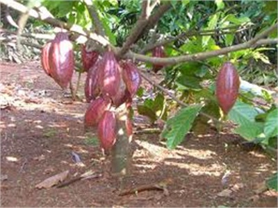 Nông Dân Bến Tre Thu Lãi Cao Từ Cây Cacao