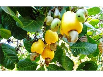 Nuôi Kiến Đen Để Phòng Trừ Bọ Xít Muỗi Trên Cây Điều