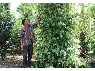 Kết Hợp Phát Triển Kinh Tế Gia Đình Với Bảo Vệ Rừng Và Môi Trường Sinh Thái
