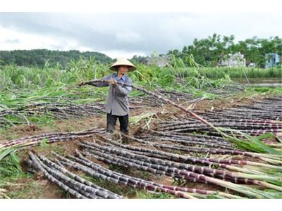 Đồng Màu Gia Bình Tiêu Điều Sau Bão