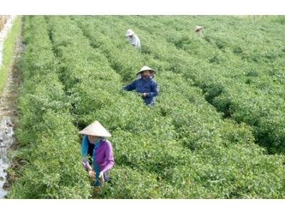 Đẩy Mạnh Tìm Đầu Ra Cho Nông Sản