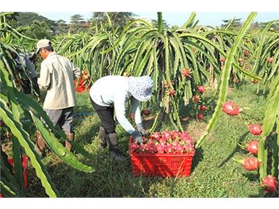 Thanh Long Bình Thuận Trông Người Mà Nghĩ Đến Ta
