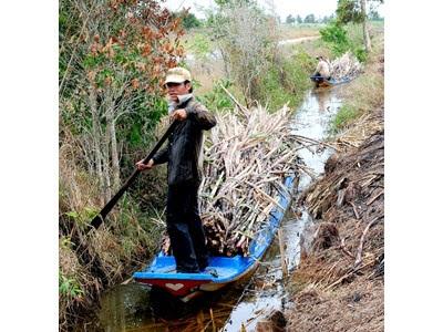 Nông Dân Cà Mau Bất An Trước Vụ Mía Mới