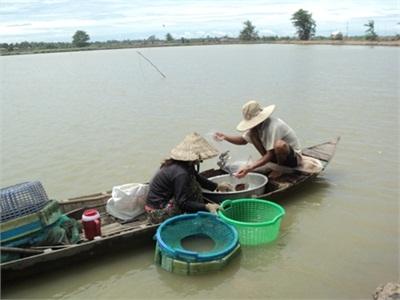 Thị Xã Hồng Ngự (Đồng Tháp) Lo Lắng Vụ Tôm Mùa Lũ