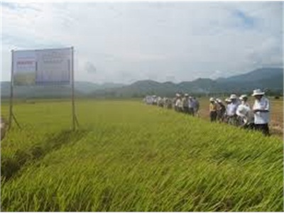 Xây Dựng 2 Vùng Lúa Lai Tập Trung