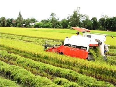 Xuất Khẩu Gạo Thơm Tăng Trên 36%