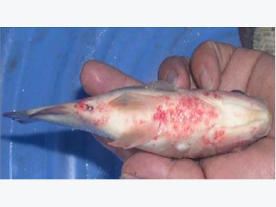 Biện pháp phòng và trị bệnh xuất huyết trên cá rô phi
