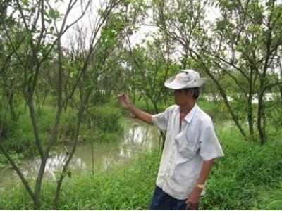 Giải pháp bảo vệ vườn cây ăn trái trước, trong và sau mùa lũ