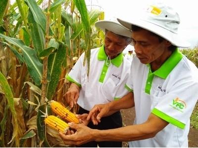 Hào hứng bắp biến đổi gen