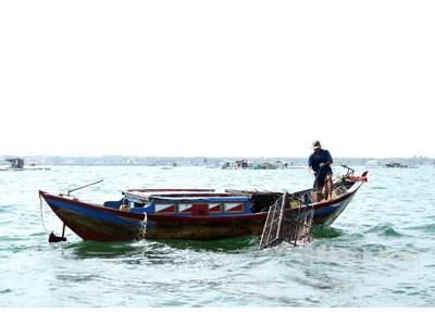 Bẫy mực trên vịnh Cam Ranh