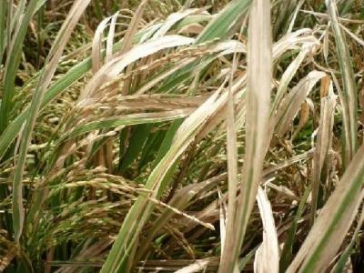 Khuyến cáo nhà nông không lơ là với bệnh bạc lá lúa