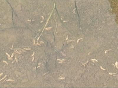 Bệnh đỏ thân đốm trắng trên tôm nuôi trong mùa mưa