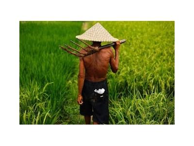 Bước tiến công nghệ trong ngành sản xuất lúa gạo