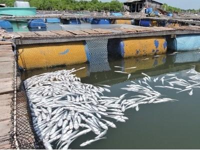 Cá chết hàng loạt vì ô nhiễm, dân ấm ức mang đến UBND tỉnh
