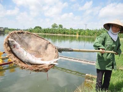 Cá nuôi chết nổi trắng ao, nông dân mất tiền tỷ