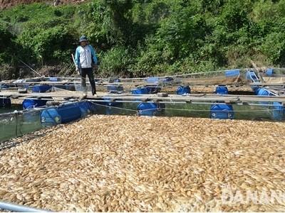 Cá nuôi trên sông Cu Đê chết trắng sau bão