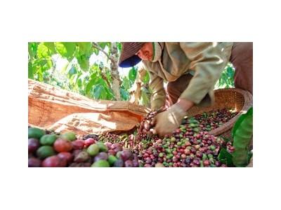 Cà phê Việt Nam trước sức ép giảm giá của Brazil