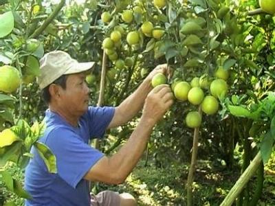 Nhà vườn phấn khởi khi cam xoàn đầu mùa được giá