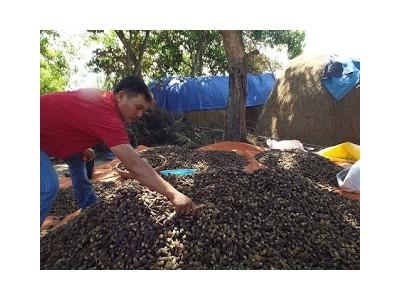Cơn sốt cau non từng lỗ 700 triệu đồng vì thương lái Trung Quốc ngừng lấy hàng