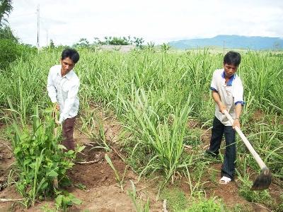 Tăng cường các biện pháp phòng trừ sâu bệnh hại trên cây trồng